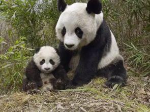 娱乐吃瓜酱大熊猫生气,萌态十足吃瓜酱娱乐